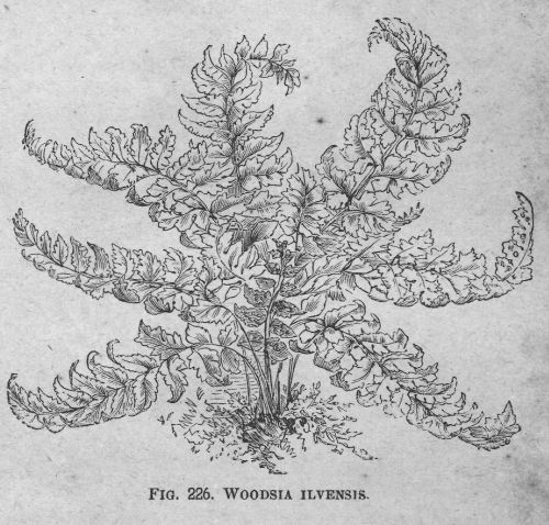 Woodsia