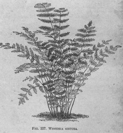 Woodsia
