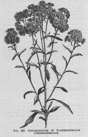 Xanthocephalum