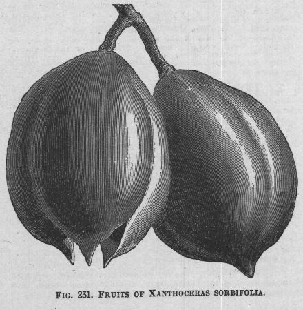 Xanthoceras