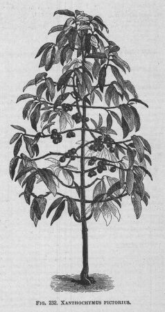 Xanthochymus