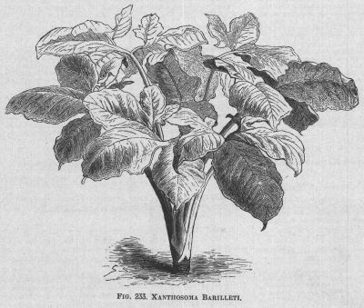 Xanthosoma