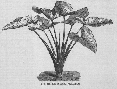Xanthosoma