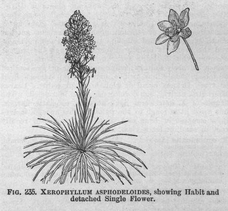 Xerophyllum