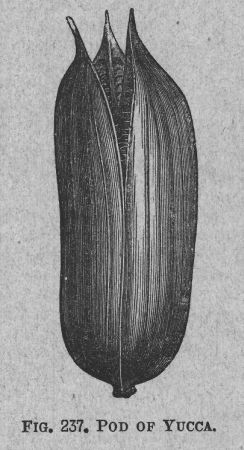 Yucca
