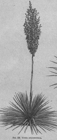 Yucca