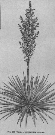 Yucca