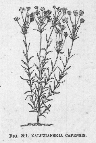 Zaluzianskia