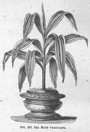 Zea — from The Illustrated Dictionary of Gardening (1884)