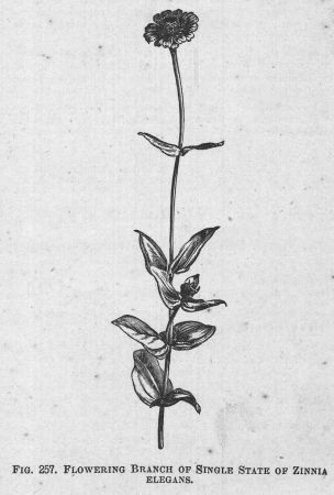Zinnia