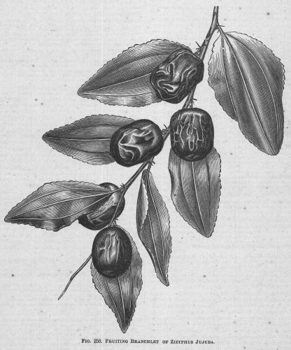 Zizyphus