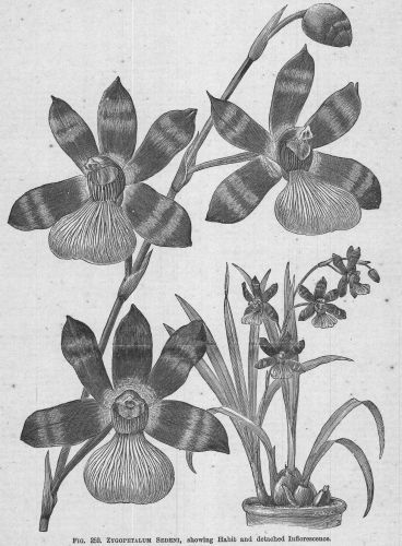 Zygopetalum