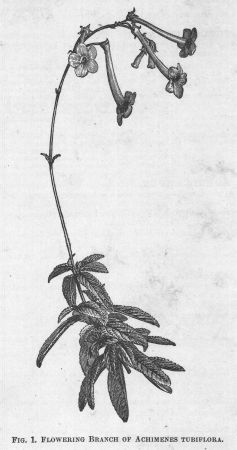 Achimenes