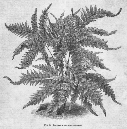 Adiantum