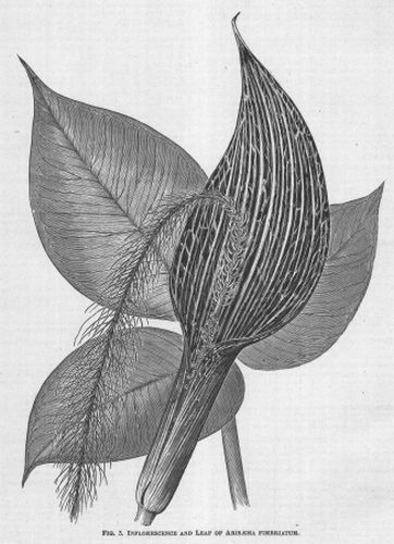 Anthurium