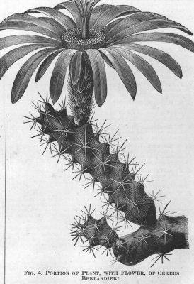 Cereus