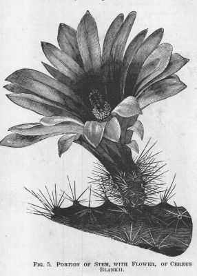 Cereus
