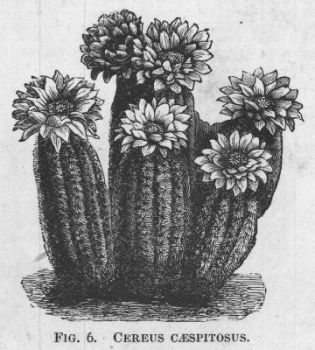 Cereus