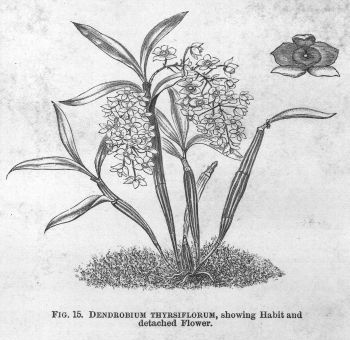 Dendrobium