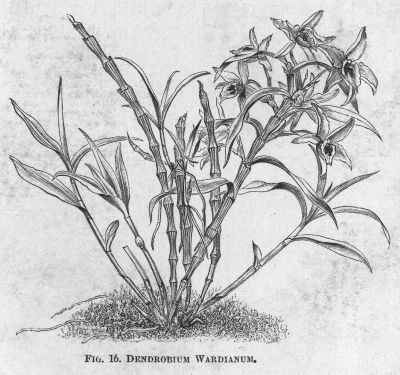 Dendrobium