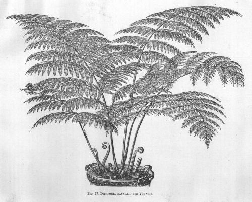 Dicksonia