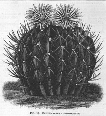 Echinocactus