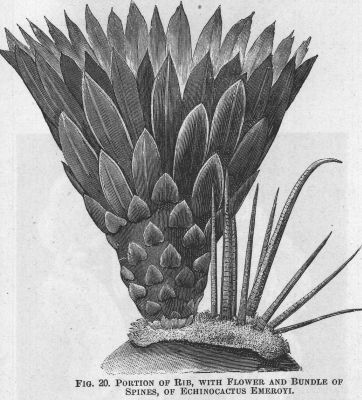 Echinocactus