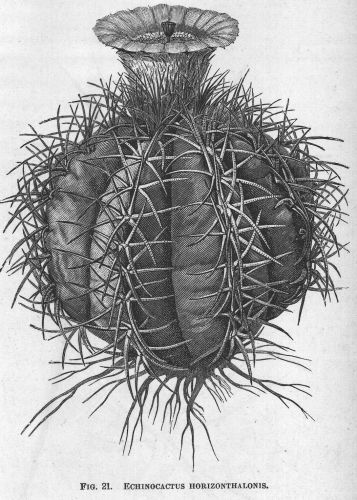 Echinocactus