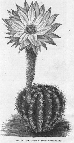 Echinopsis