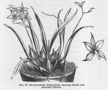 Epidendrum
