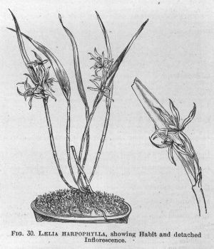 Laelia