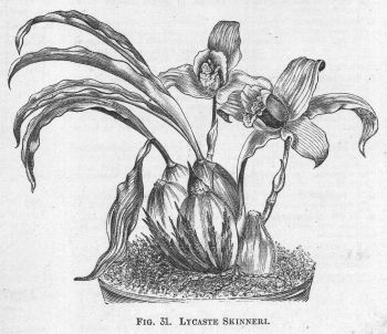 Lycaste