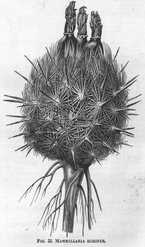 Mammillaria