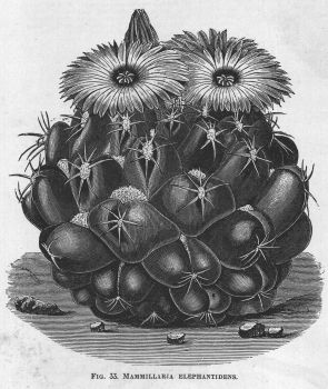 Mammillaria