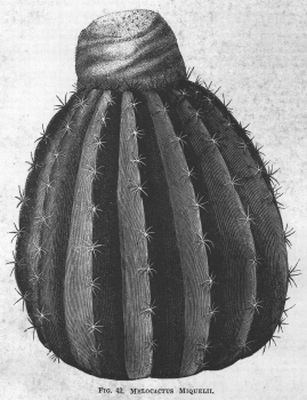 Melocactus
