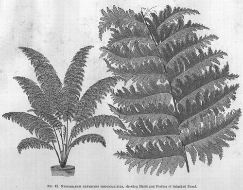 Nephrolepis