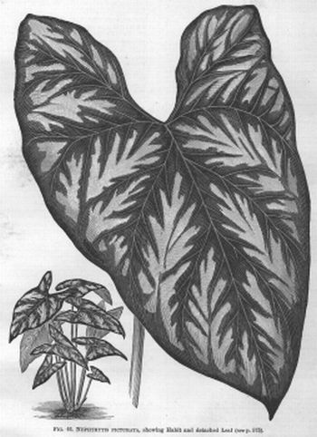 Nephthytis