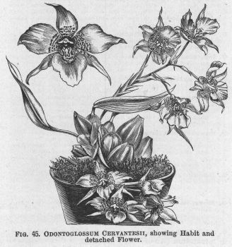 Odontoglossum