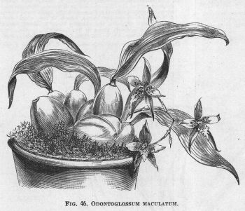 Odontoglossum