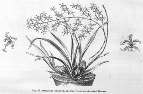 Oncidium
