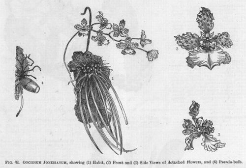 Oncidium