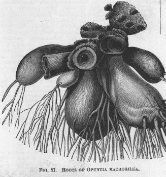 Opuntia