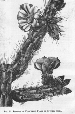 Opuntia