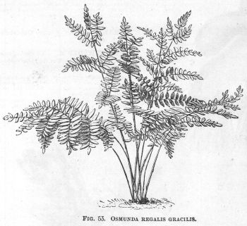 Osmunda
