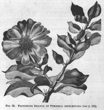 Pereskia