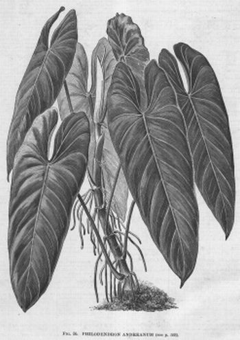 Philodendron