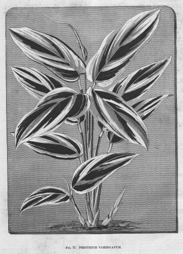 Phrynium