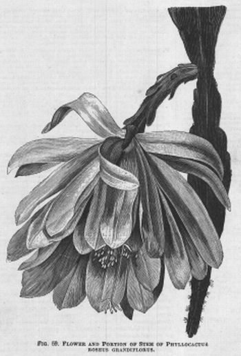 Phyllocactus