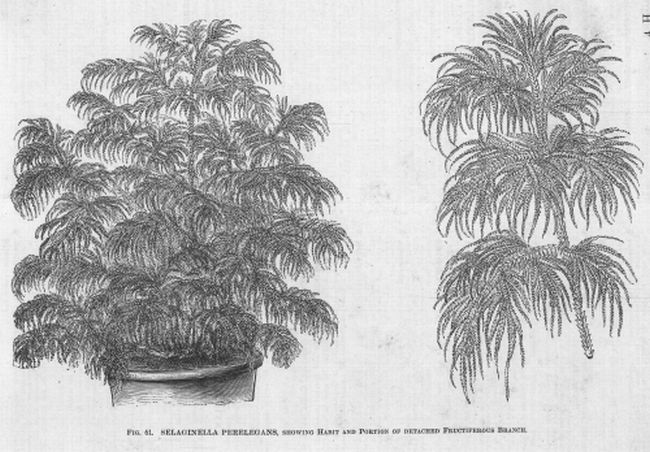 Selaginella