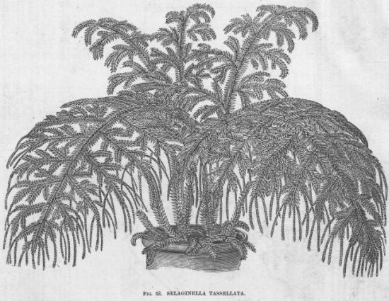 Selaginella